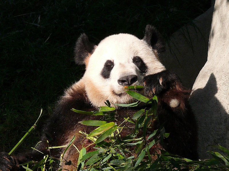 Pandas (034).jpg
